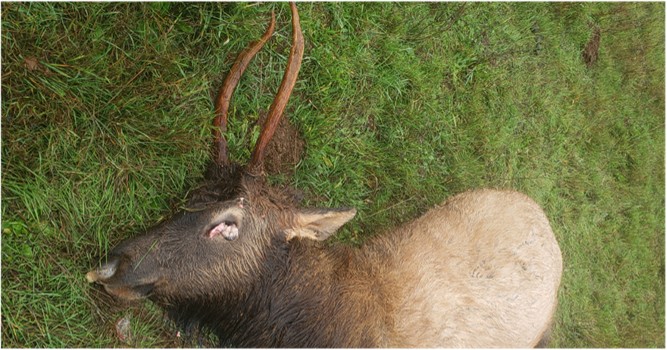 Bull Elk Fernhill Road OR