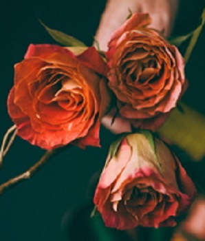 Roses Three 350