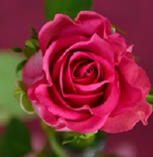 Rose Red 125