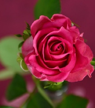 Rose Red 350