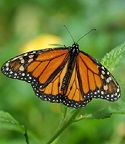 butterfly 125