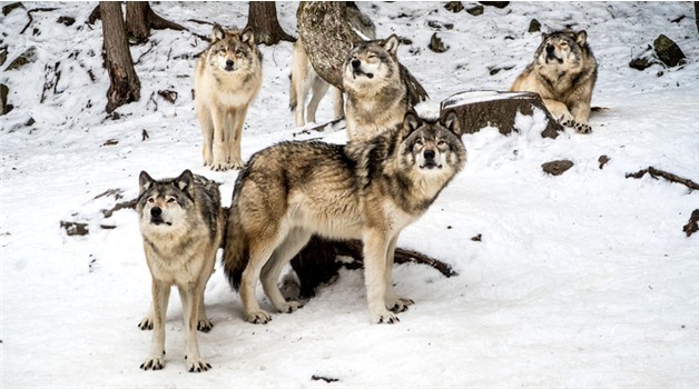 Gray wolf pack stock photo 350