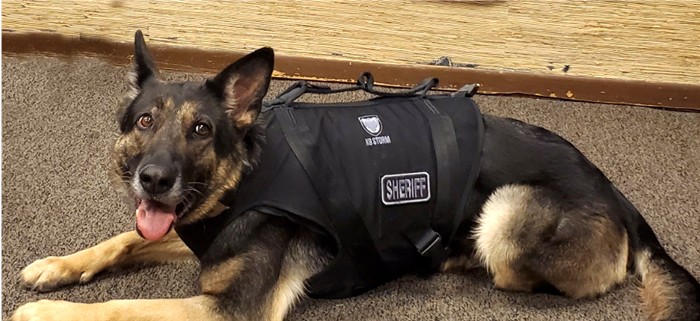 Gotcha K9 vest