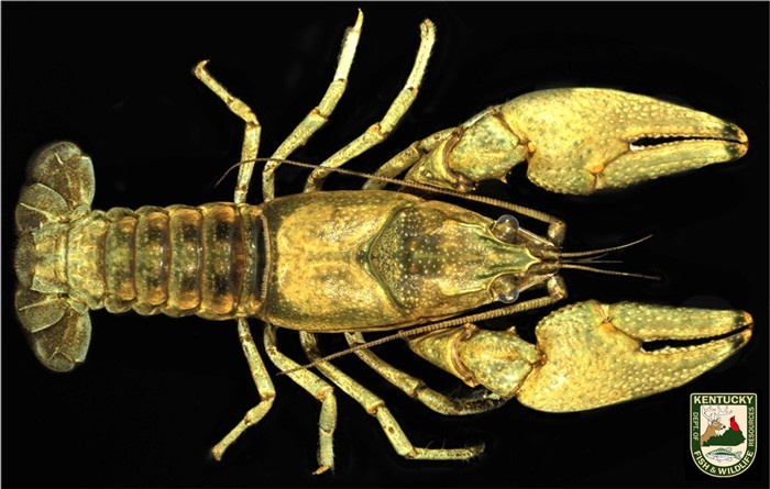 Crayfish new species 1