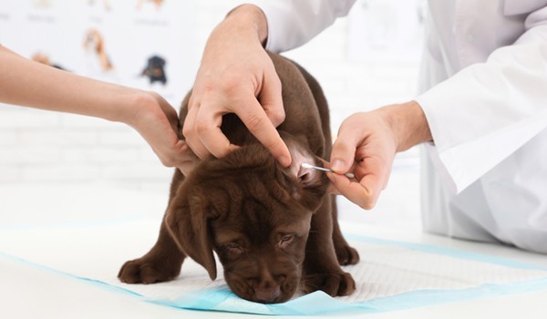 Noahs Ark Animal Hospital In Manchester Ky Closed Temporally Due To Covid 19 Clayconews