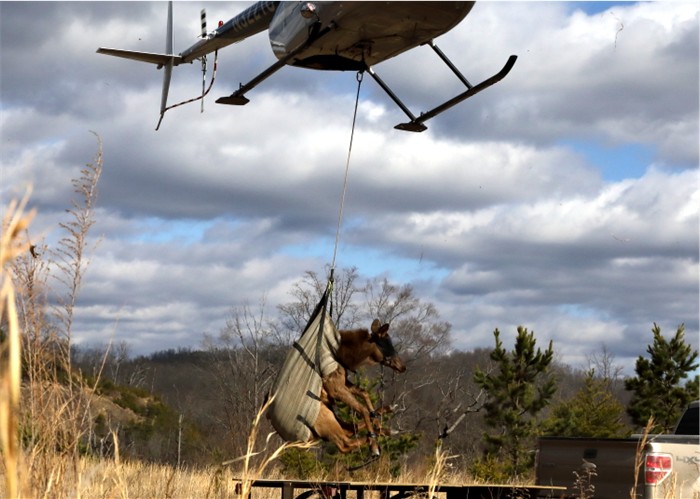 Elk capture Helicopter