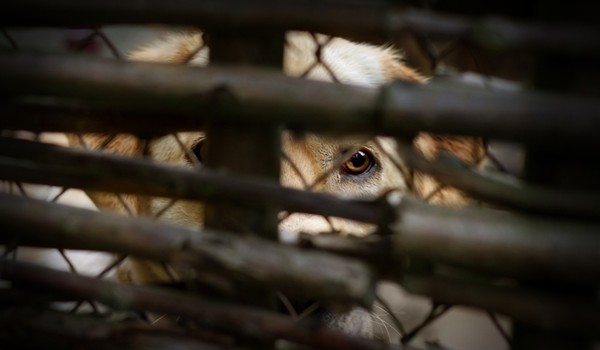 Sad dog behind fence 600