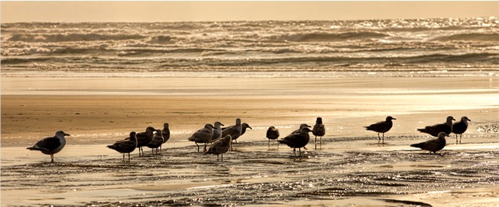 Nye Beach Newport OR 700