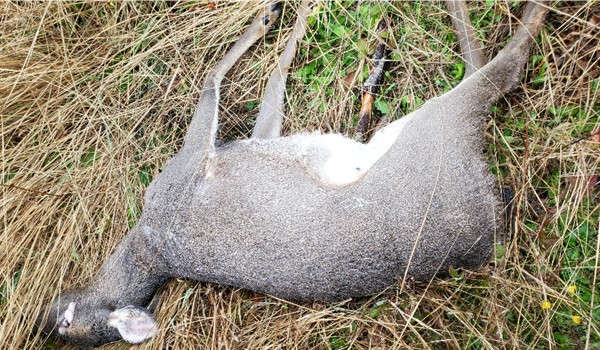 POACHED Blacktail doe 600