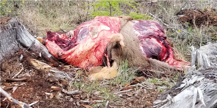 Poached Elk Lincoln County OR