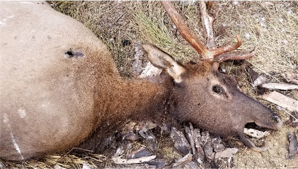 Poached SPIKE ELK