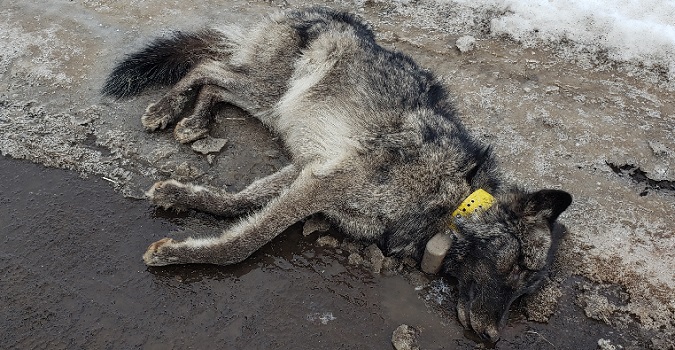 WOLF shot in OREGON