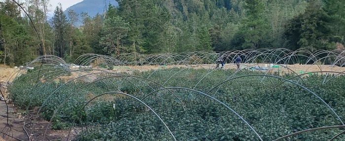 ILLEGAL MARIJUANA BUST 20220915 OR 700