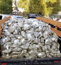 MARIJUANA BUST 1 220922 OR 200