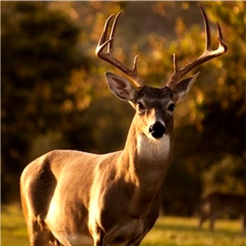 NEWS_PICS/Buck_deer: https://www.clayconews.com/