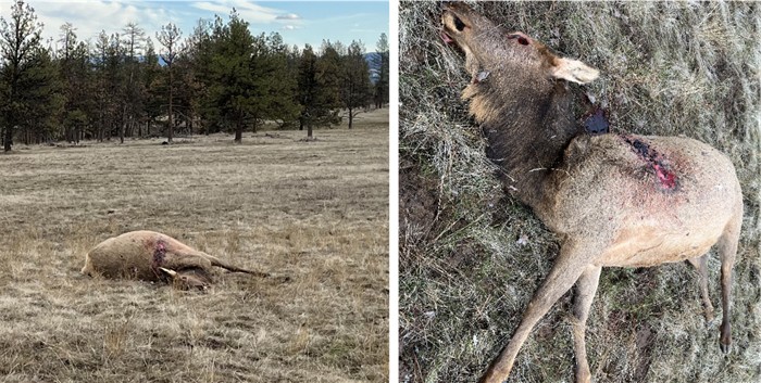 ELK Umatilla County OR Dec 2023