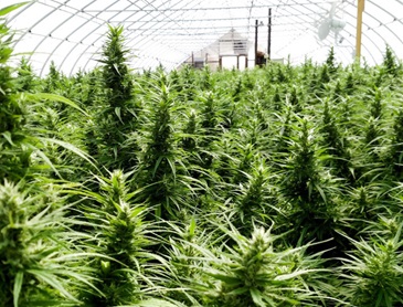 Legal CBD products will be produced and distributed from this KY Hemp crop: https://www.clayconews.com/