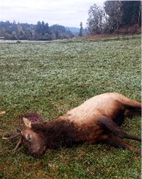 Poaching Elk left to wasteNR 11 29 23 