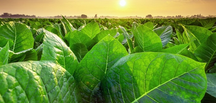 Tobacco Field