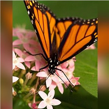 images3/OBIT_CLIP-ART/Butterfly-pink_flowers.jpg-clayconews.com