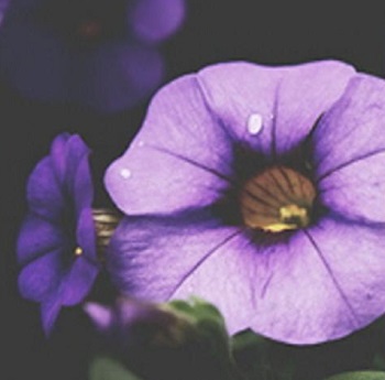 images3/OBIT_CLIP-ART/Purple_Flower-ClayCoNews