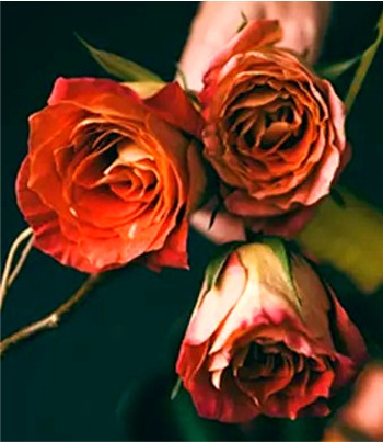 Roses-three-Lucy Young obituary: https://www.clayconews.com/
