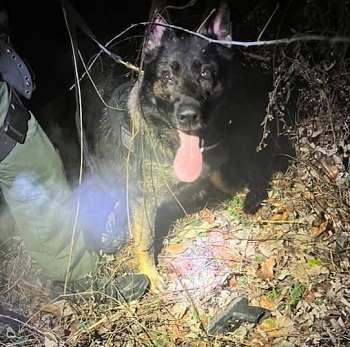 K-9 &quot;Maverick&quot;  murder weapon_ClayCoNews